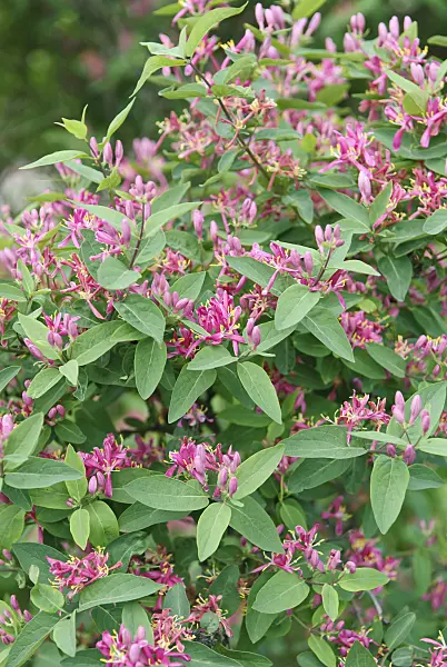 502252 - Tartarian honeysuckle (Lonicera tatarica 'Hack's Red')