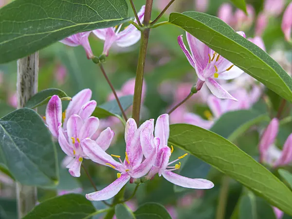 437367 - Tartarian honeysuckle (Lonicera tatarica 'Lutea')