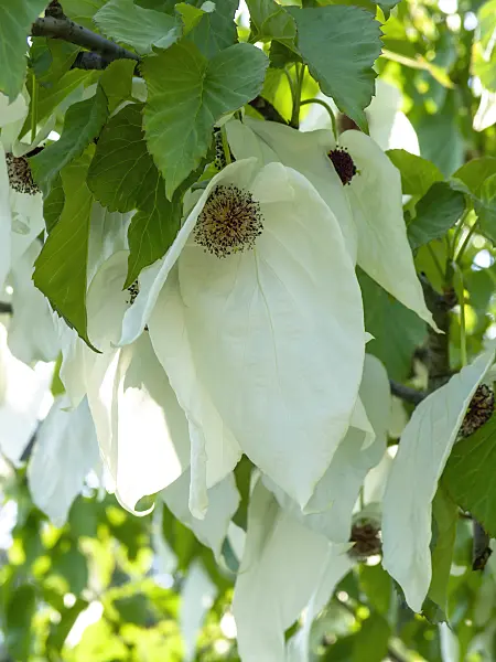 437279 - Taschentuchbaum (Davidia involucrata)
