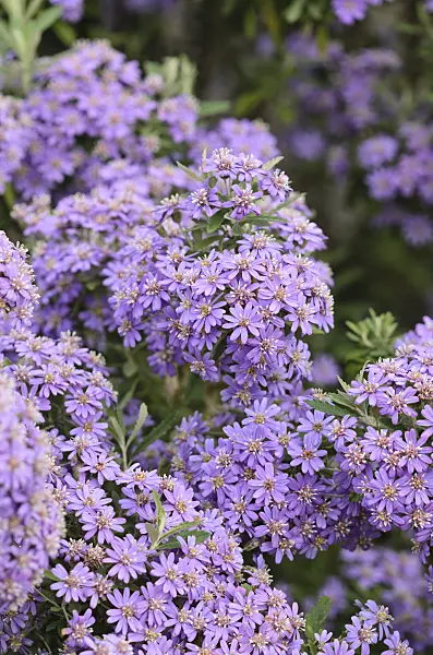 533423 - Tasmanian daisy bush (Olearia phlogopappa 'Comber's Blue')