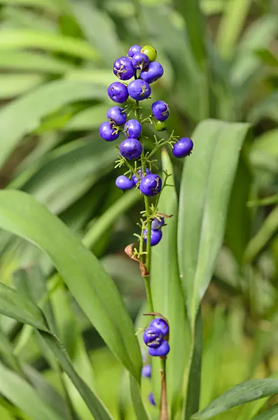 534391 - Tasmanian flax-lily (Dianella tasmanica)