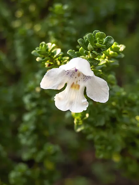 429116 - Tasmanischer Minzestrauch (Prostanthera cuneata)