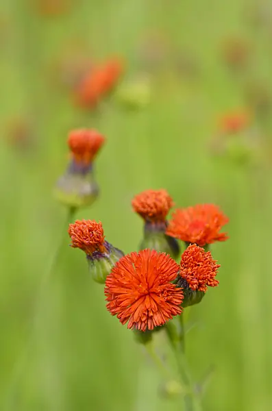 498196 - Tassel flower (Emilia coccinea)