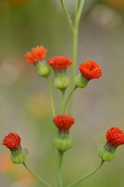 597037 - Tassel flower (Emilia coccinea)