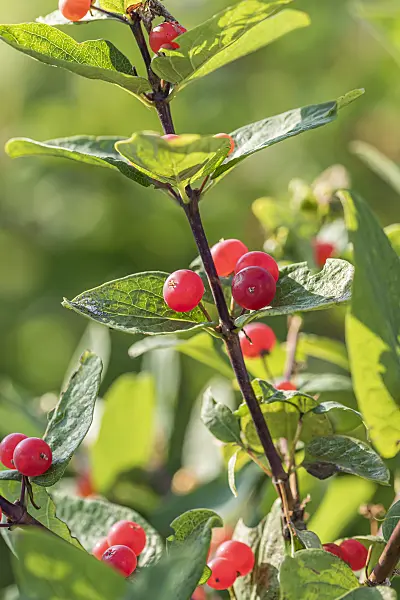 651376 - Tataren-Heckenkirsche (Lonicera tatarica 'Rubra')