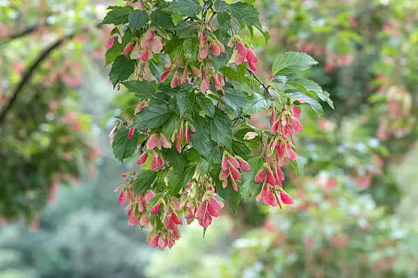 664023 - Tatarischer Steppen-Ahorn (Acer tataricum)