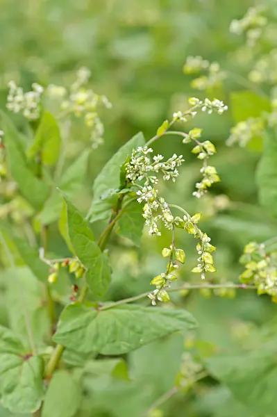 475013 - Tatary buckwheat (Fagopyrum tataricum)