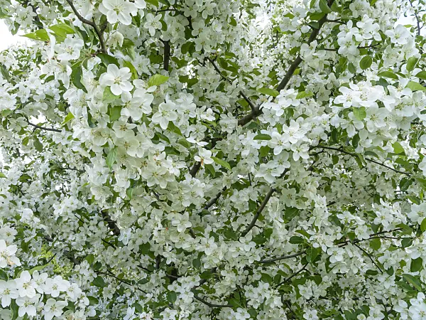 437366 - Tea crab apple (Malus hupehensis)