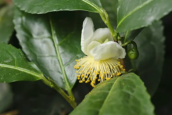 476255 - Tea plant (Camellia sinensis)