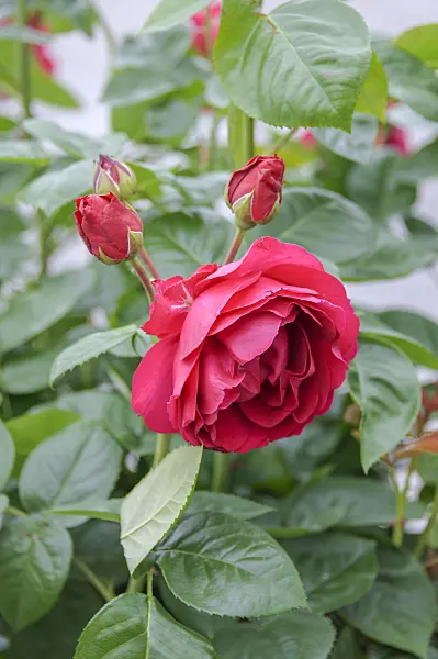 535323 - Tea rose (Rosa Ascot)