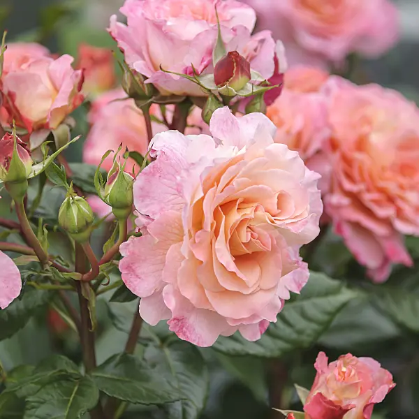 558240 - Tea rose (Rosa Augusta Luise)