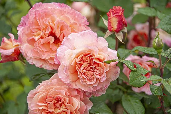 616336 - Tea rose (Rosa Augusta Luise)