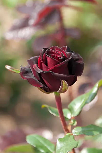 664394 - Tea rose (Rosa Black Magic)