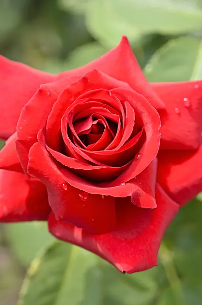 522002 - Tea rose (Rosa Duftzauber 84)