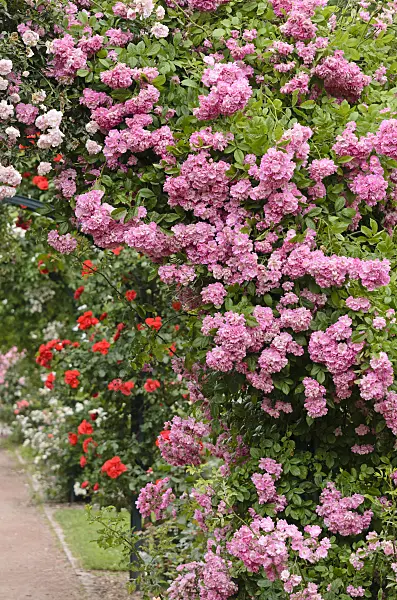 521321 - Tea rose (Rosa Panthère Rose)