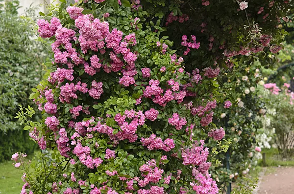 521322 - Tea rose (Rosa Panthère Rose)