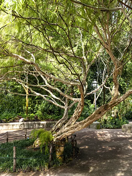 434155 - Tea tree (Leptospermum brachyandrum)