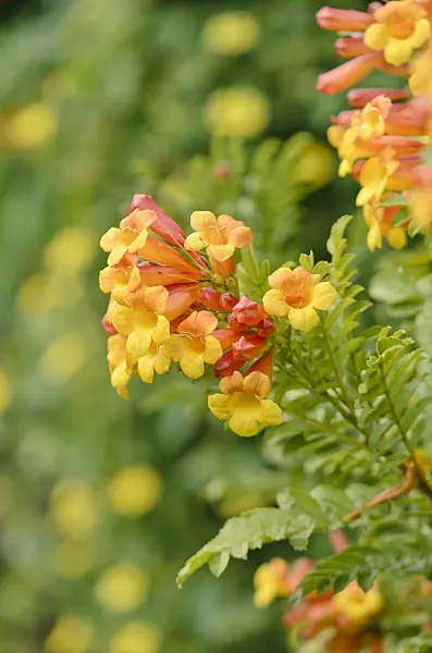 572097 - Tecomaria x smithii syn. Tecoma capensis