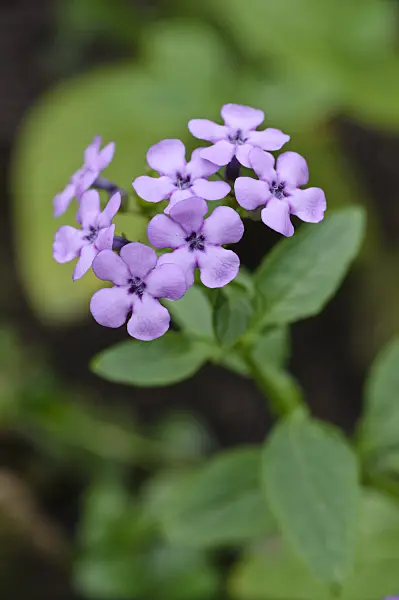 469024 - Teedia lucida