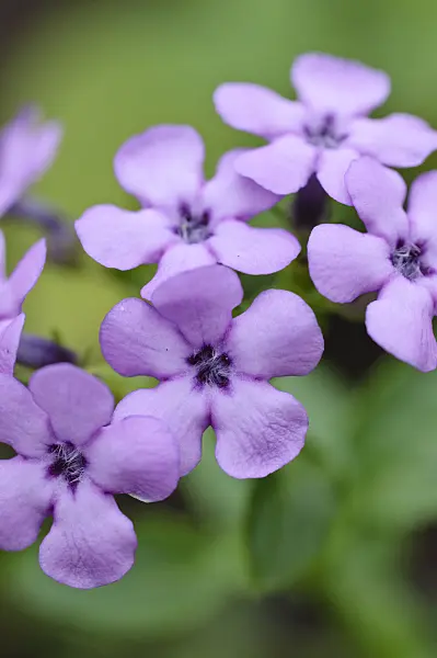 469025 - Teedia lucida
