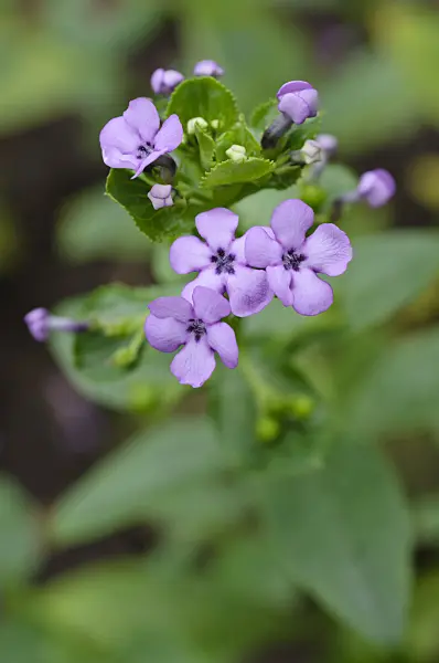 469026 - Teedia lucida