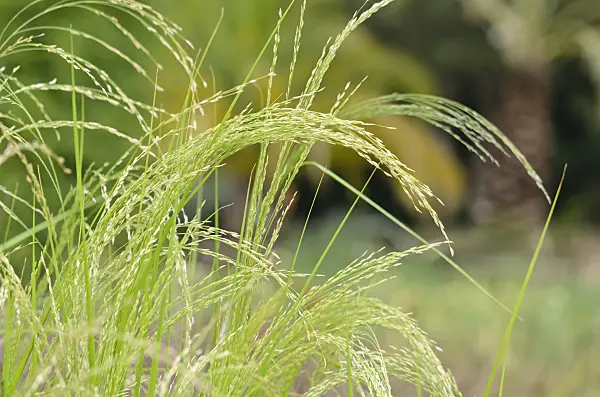 534339 - Teff (Eragrostis tef)