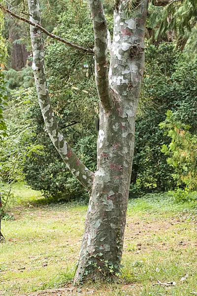 638185 - Tempelkiefer (Pinus bungeana)