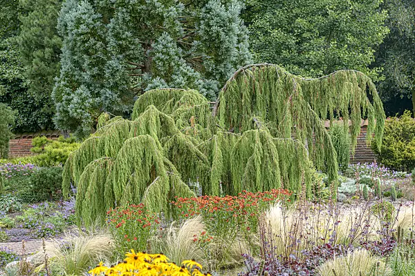 607123 - Temple juniper (Juniperus rigida 'Pendula')