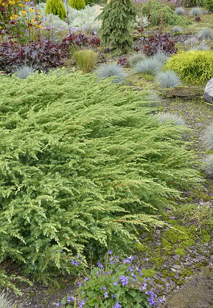 547159 - Temple juniper (Juniperus rigida 'Schlager')