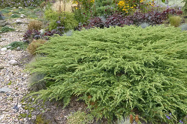547160 - Temple juniper (Juniperus rigida 'Schlager')