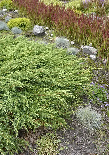 547161 - Temple juniper (Juniperus rigida 'Schlager')