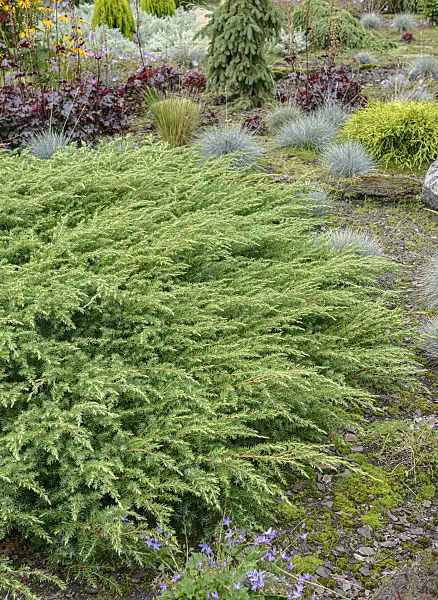 607125 - Temple juniper (Juniperus rigida 'Schlager')