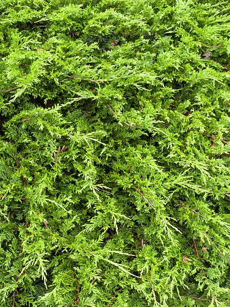 463099 - Temple juniper (Juniperus sabina)