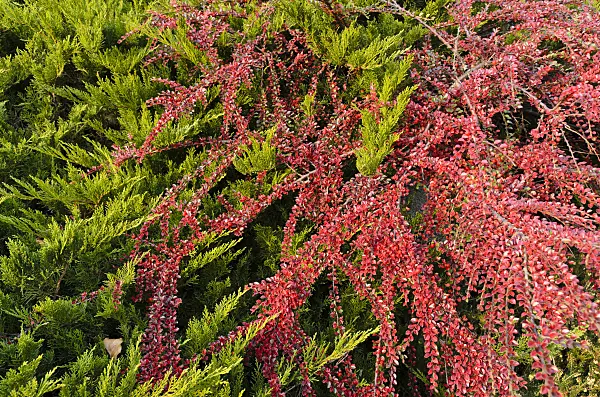 502046 - Temple juniper (Juniperus sabina 'Tamariscifolia') and herring bone cotoneaster (Cotoneaster horizontalis)