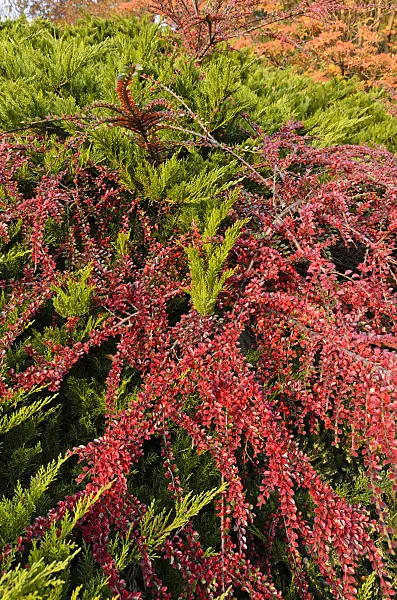 502047 - Temple juniper (Juniperus sabina 'Tamariscifolia') and herring bone cotoneaster (Cotoneaster horizontalis)