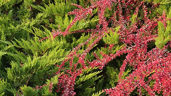 502057 - Temple juniper (Juniperus sabina 'Tamariscifolia') and herring bone cotoneaster (Cotoneaster horizontalis)