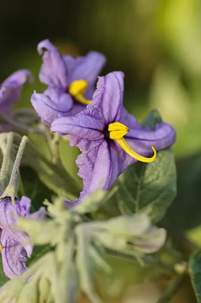 477113 - Teneriffa-Nachtschatten (Solanum vespertilio)
