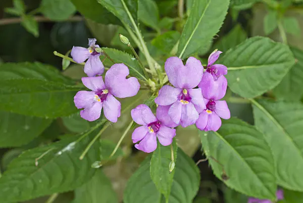 558314 - Tetranema roseum