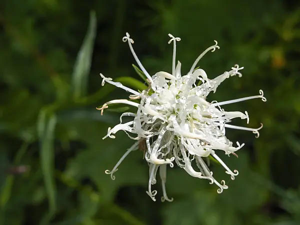 439259 - Teufelskralle (Phyteuma)