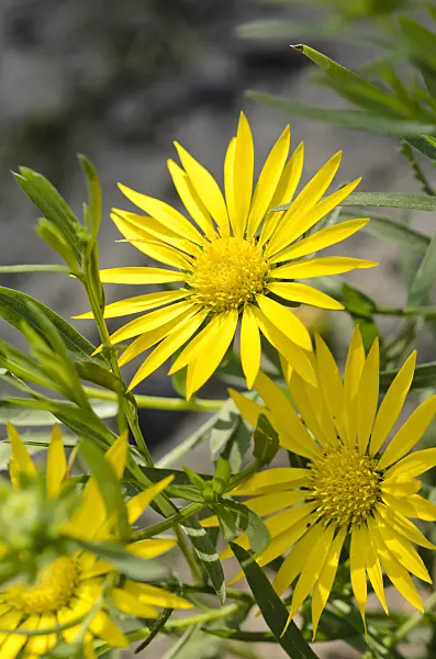 523277 - Texas sleepy daisy (Xanthisma texanum)