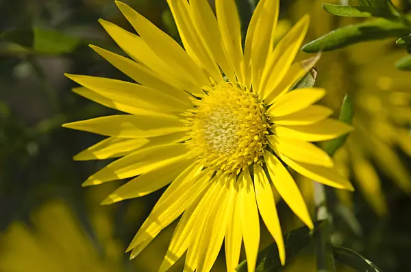 523278 - Texas sleepy daisy (Xanthisma texanum)