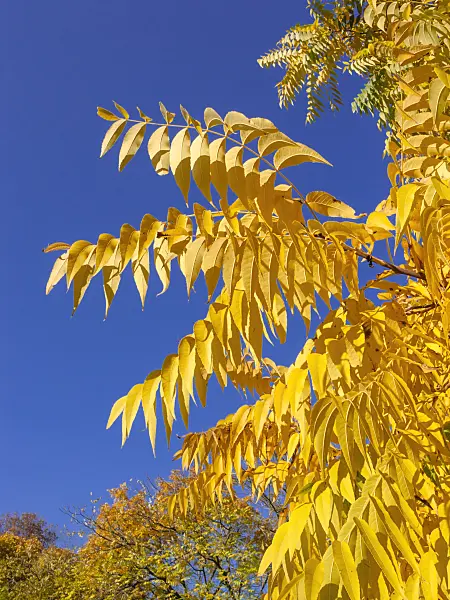 406036 - Texas walnut (Juglans microcarpa)