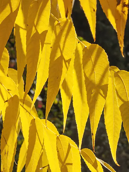 406037 - Texas walnut (Juglans microcarpa)