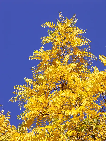 465211 - Texas walnut (Juglans microcarpa)