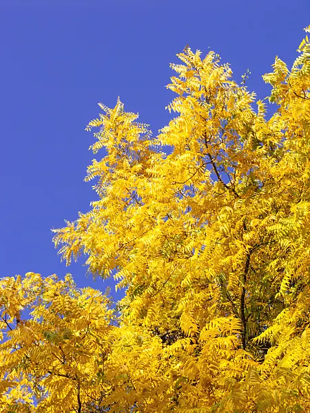 465213 - Texas walnut (Juglans microcarpa)