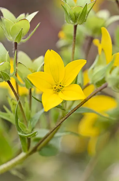 536064 - Texas yellowstar (Lindheimera texana)