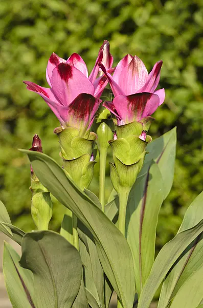 534269 - Thai tulip (Curcuma alismatifolia)