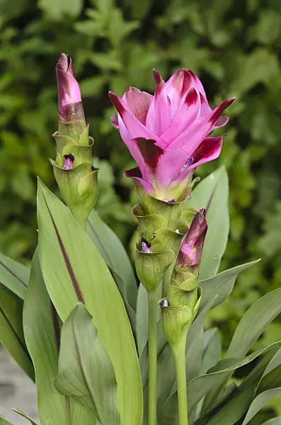 534270 - Thai tulip (Curcuma alismatifolia)