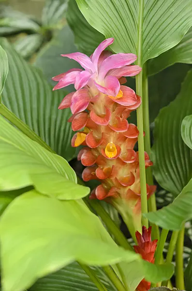 535017 - Thai tulip (Curcuma Gingerstar Red Torch)