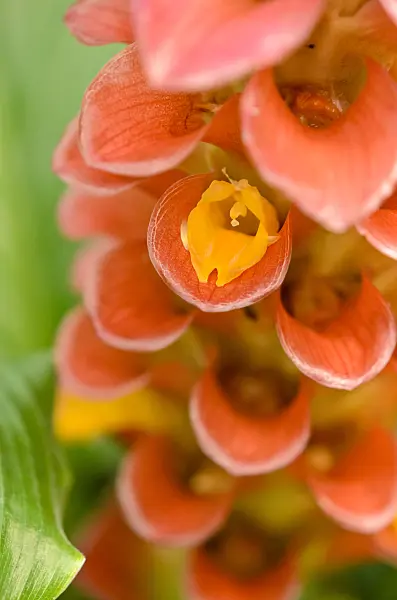 535018 - Thai tulip (Curcuma Gingerstar Red Torch)